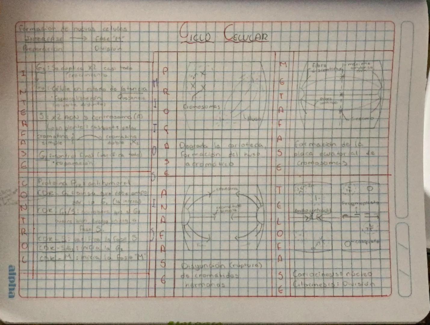 --- OCR Start ---
Fermadior de nuevas celules
DICEREASE FASEM
Benarestin
6: Sa duplica x2 casi todo
CICLO CELULAR
M
P
M
G
Célula en estado d
