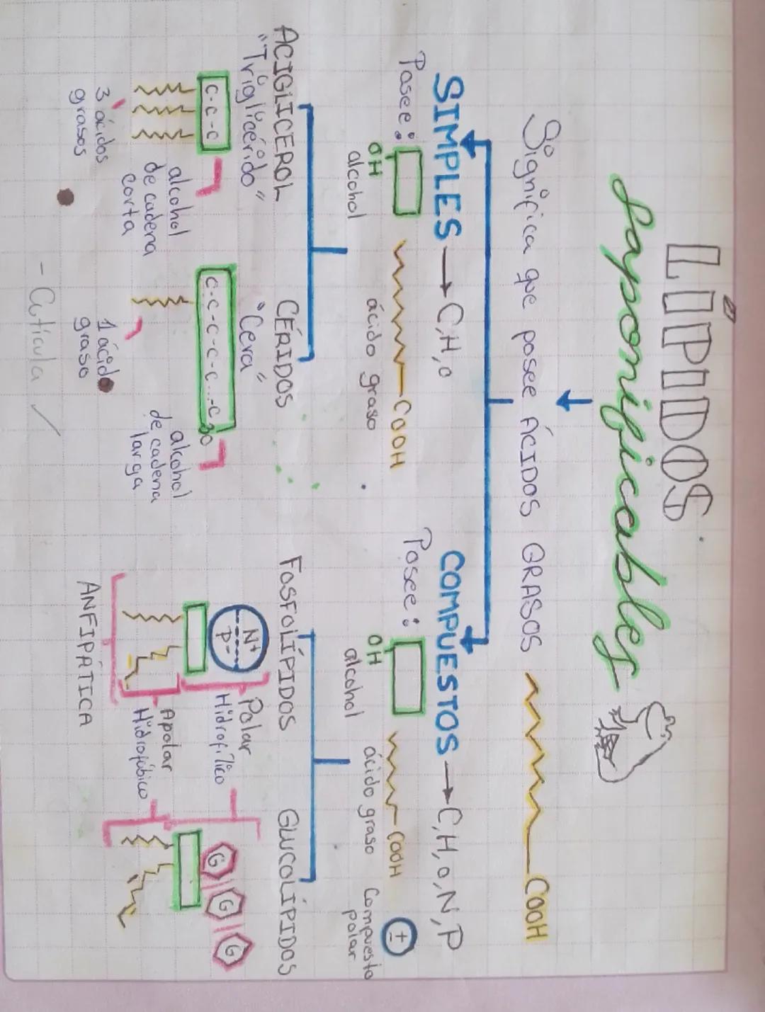 Lípidos: Saponificables y No Saponificables - Biología UNMSM