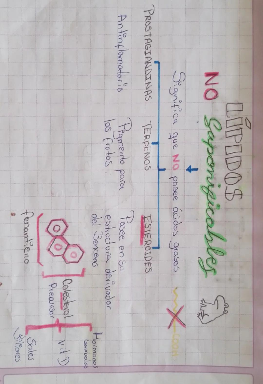 --- OCR Start ---
LIPIDOS
NO Saponificables
↓
Significa que no posee ácidos grasos
PROSTAGIANDINAS
TERPENOS
ESTEROIDES
Antinflamatorio Pigme