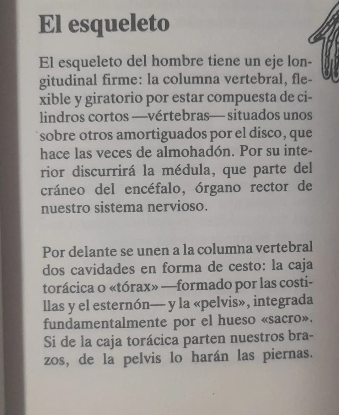 El esqueleto