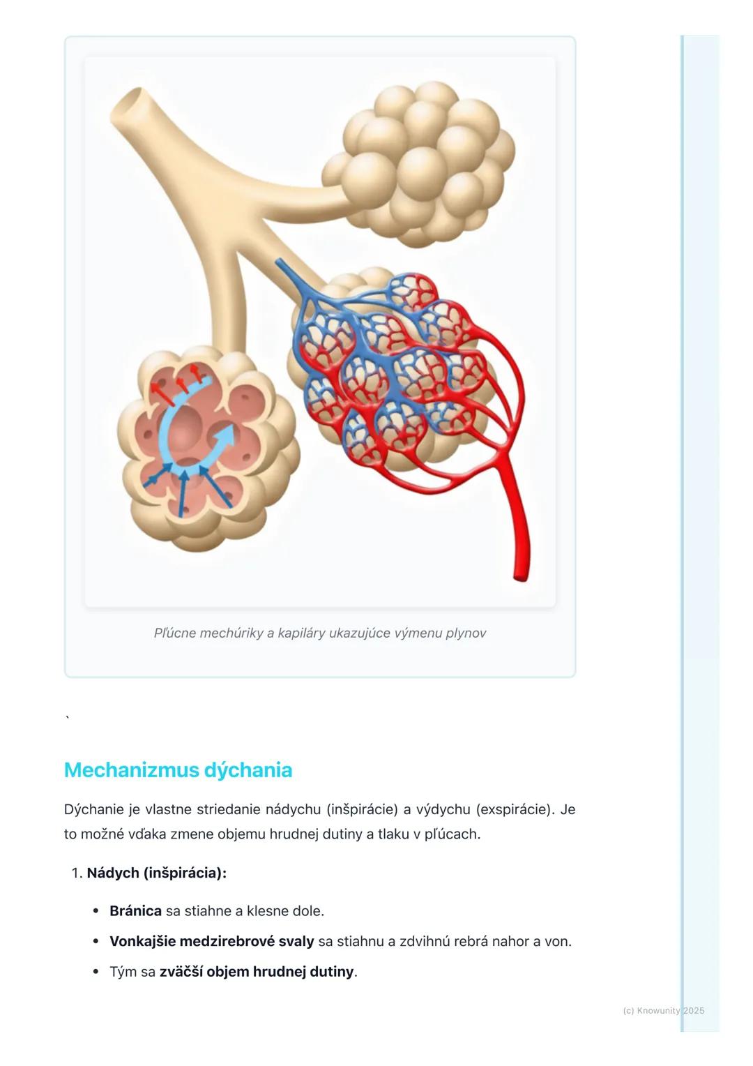 # Dýchacia sústava

1. Prehľad / Úvod

Dýchacia sústava je pre nás strašne dôležitá, lebo zabezpečuje, že naše telo
dostane kyslík (02) a zb