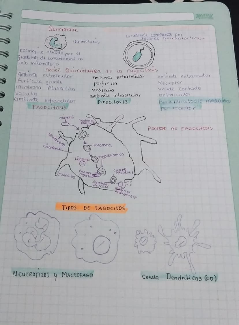 Quimiotaxis
Quimiotaxis
Eosinofilo atraido
el
por
MARK
Gradiente compuusto por
Factores quimiotacticos.
gradiente di concentracion al
FOCO I