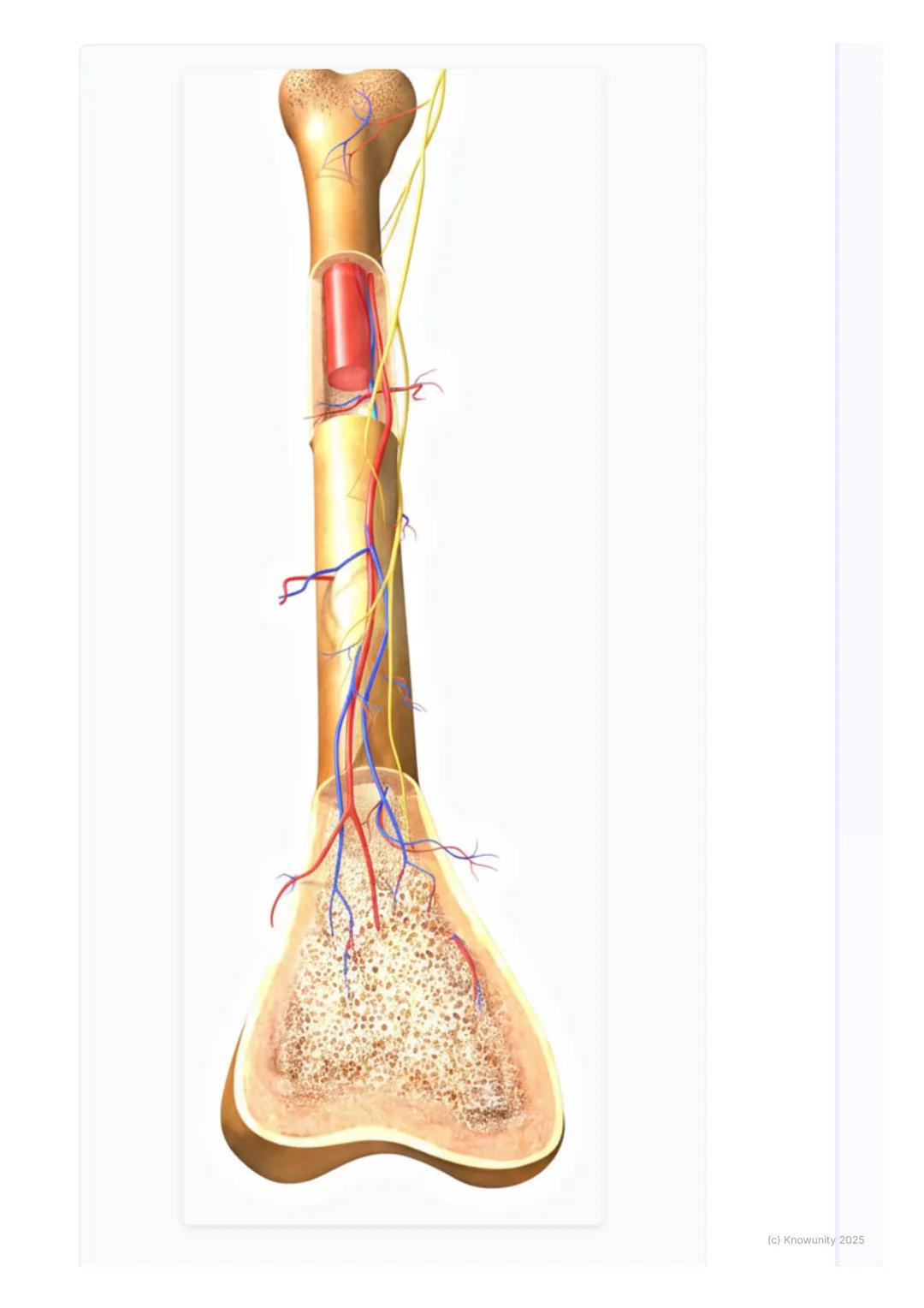 # Oporná a pohybová sústava

1. Prehľad opornej a pohybovej sústavy

Takže, oporná a pohybová sústava je vlastne taký náš vnútorný "stavebný
