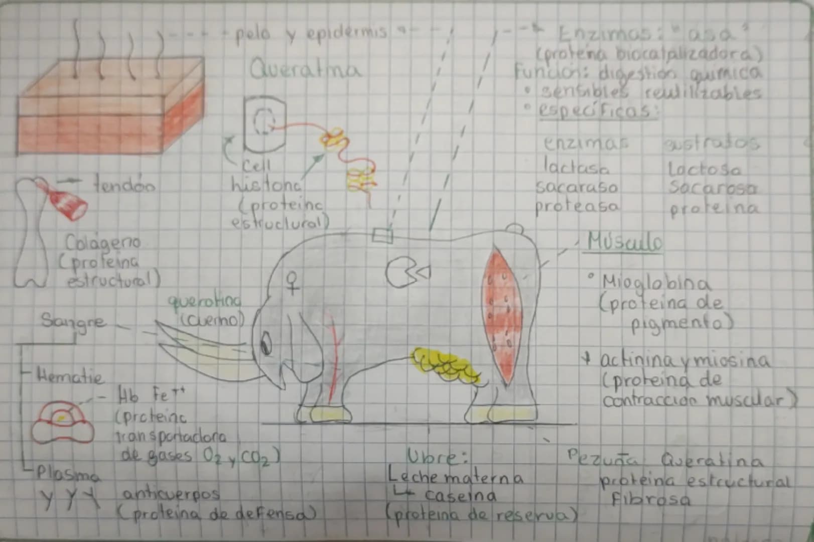 pelo y epidermis
Queratina
Enzimas: asa
Corotena biocatalizadora)
Funcion: digestion quimica
sensibles reutilizables
específicas:
tendoo
Col