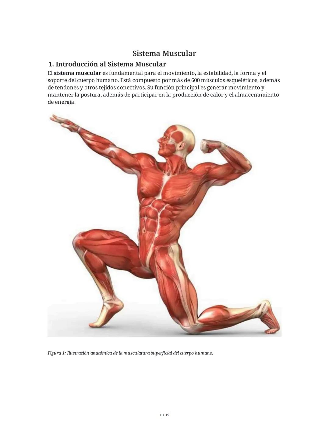 Sistema Muscular
1. Introducción al Sistema Muscular
El sistema muscular es fundamental para el movimiento, la estabilidad, la forma y el
so