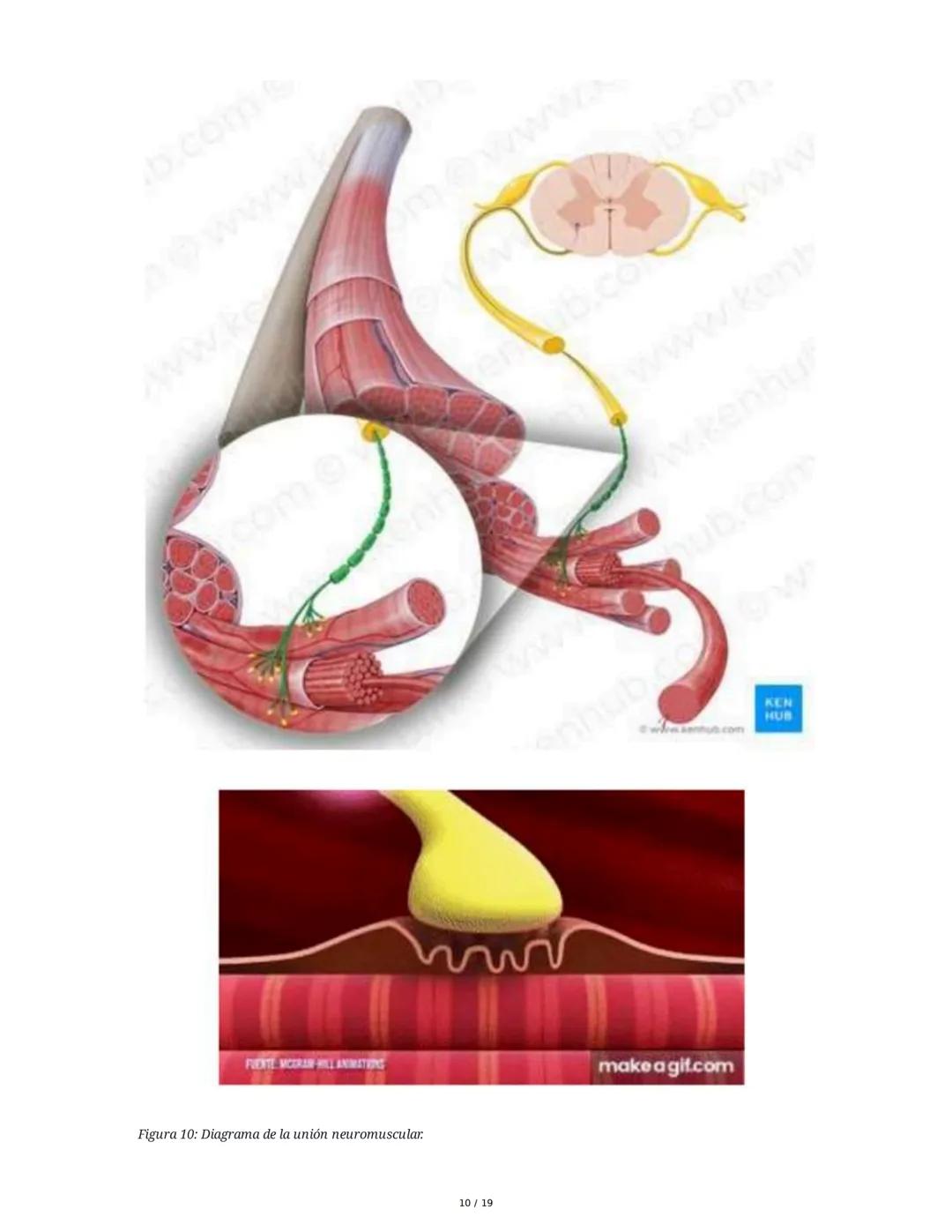 Sistema Muscular
1. Introducción al Sistema Muscular
El sistema muscular es fundamental para el movimiento, la estabilidad, la forma y el
so