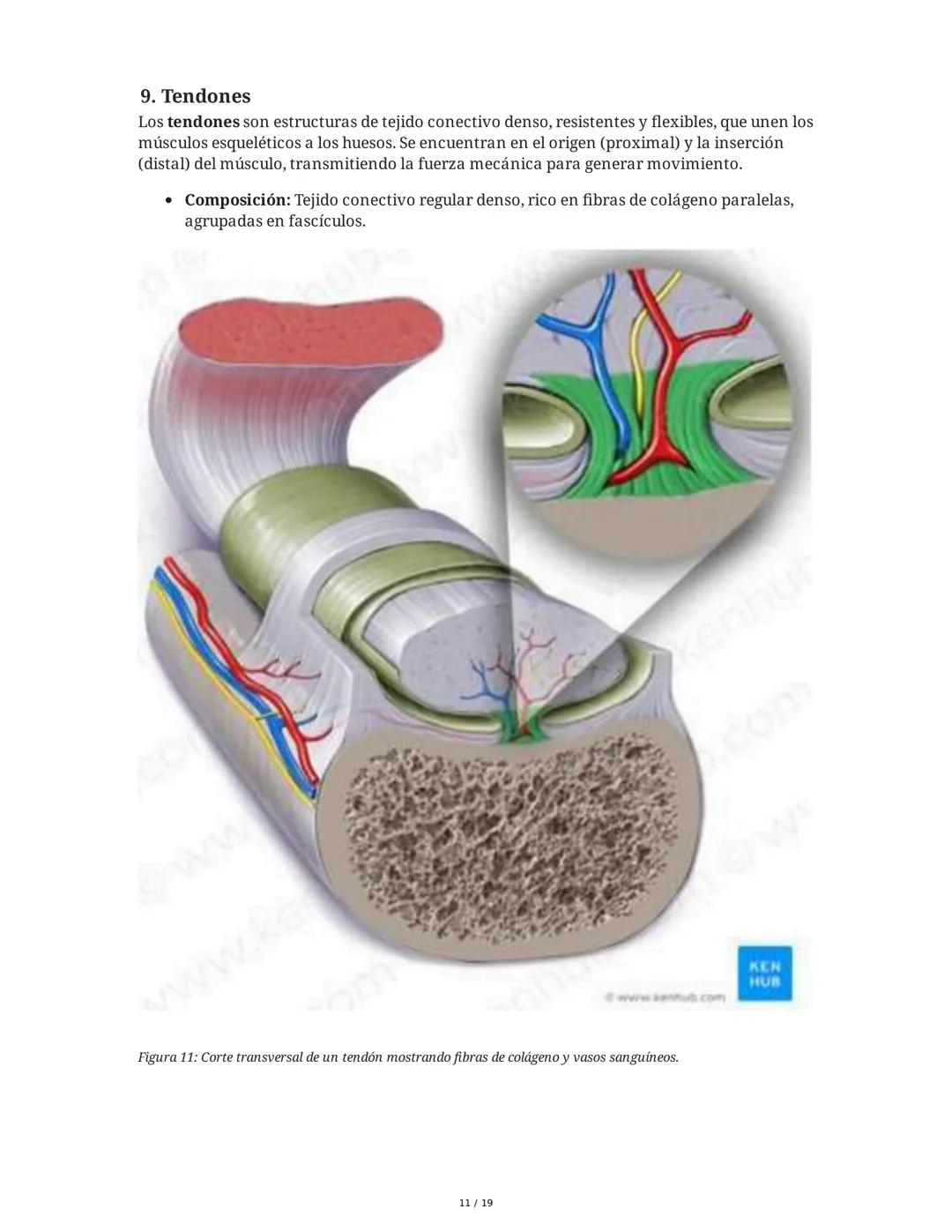 Sistema Muscular
1. Introducción al Sistema Muscular
El sistema muscular es fundamental para el movimiento, la estabilidad, la forma y el
so