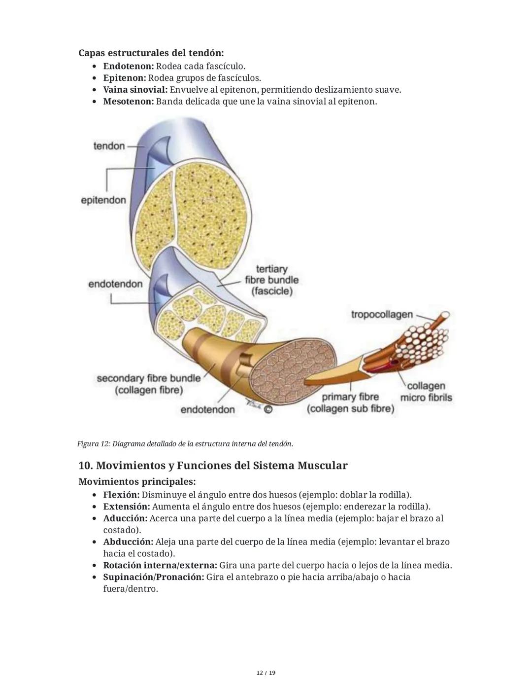 Sistema Muscular
1. Introducción al Sistema Muscular
El sistema muscular es fundamental para el movimiento, la estabilidad, la forma y el
so