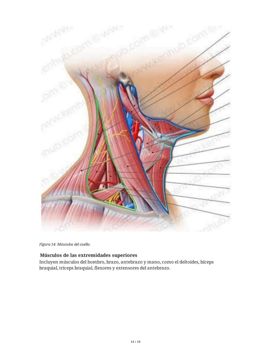 Sistema Muscular
1. Introducción al Sistema Muscular
El sistema muscular es fundamental para el movimiento, la estabilidad, la forma y el
so