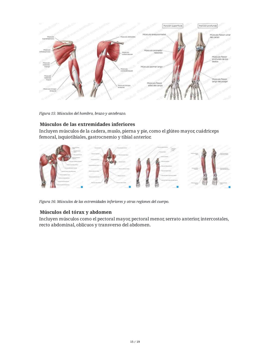 Sistema Muscular
1. Introducción al Sistema Muscular
El sistema muscular es fundamental para el movimiento, la estabilidad, la forma y el
so