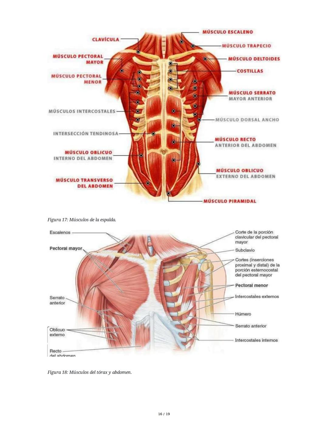 Sistema Muscular
1. Introducción al Sistema Muscular
El sistema muscular es fundamental para el movimiento, la estabilidad, la forma y el
so