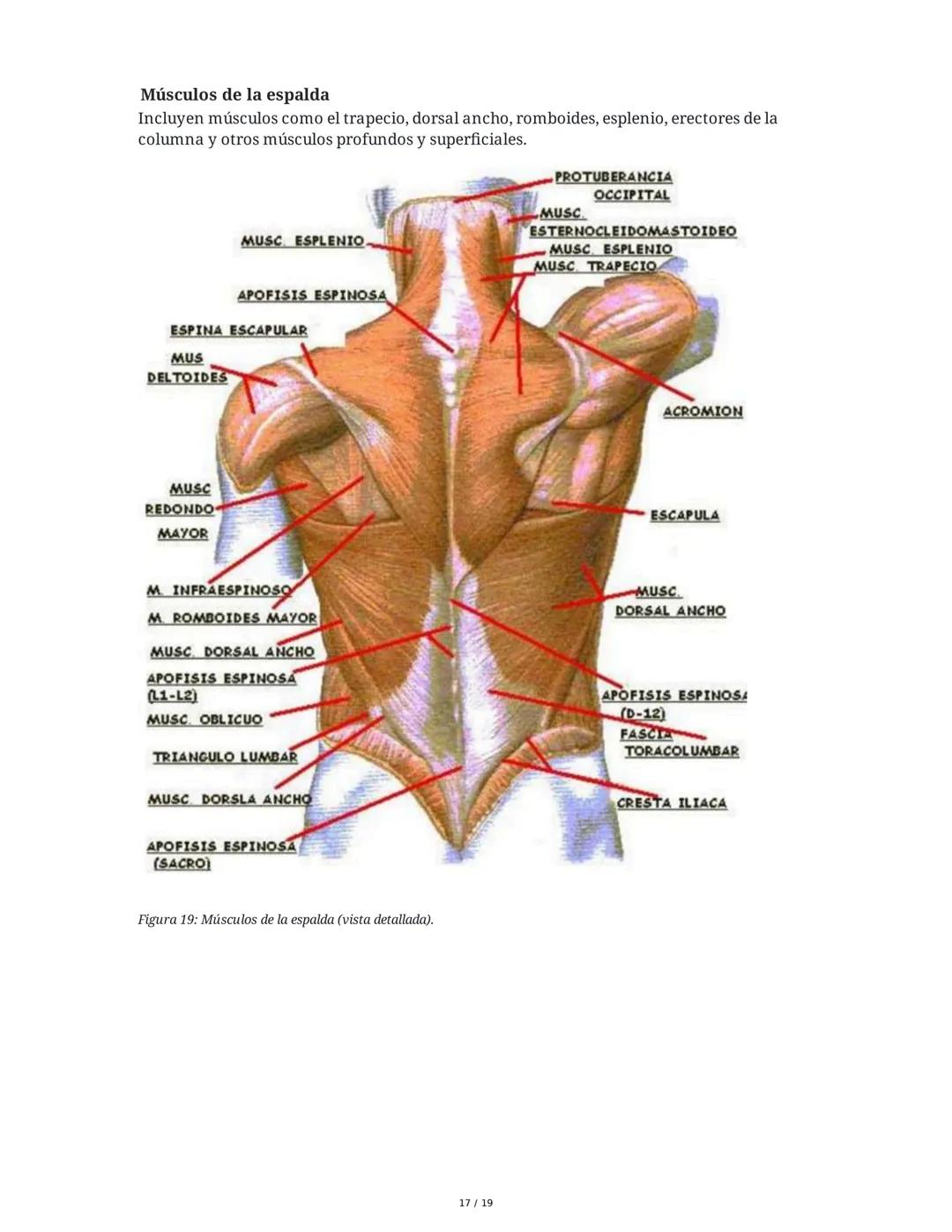 Sistema Muscular
1. Introducción al Sistema Muscular
El sistema muscular es fundamental para el movimiento, la estabilidad, la forma y el
so