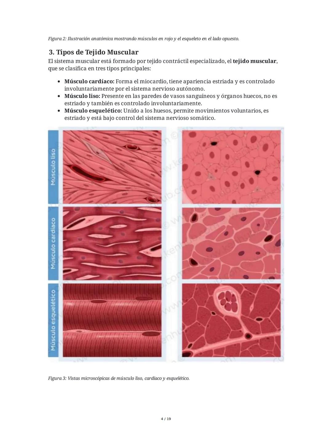 Sistema Muscular
1. Introducción al Sistema Muscular
El sistema muscular es fundamental para el movimiento, la estabilidad, la forma y el
so