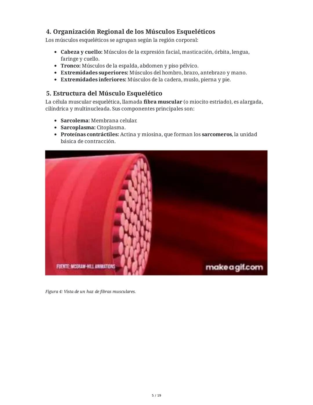 Sistema Muscular
1. Introducción al Sistema Muscular
El sistema muscular es fundamental para el movimiento, la estabilidad, la forma y el
so