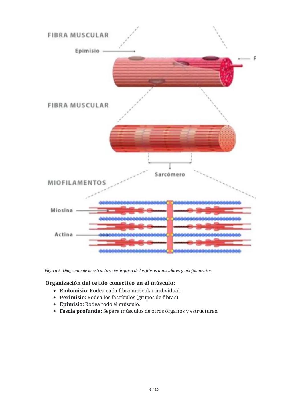 Sistema Muscular
1. Introducción al Sistema Muscular
El sistema muscular es fundamental para el movimiento, la estabilidad, la forma y el
so
