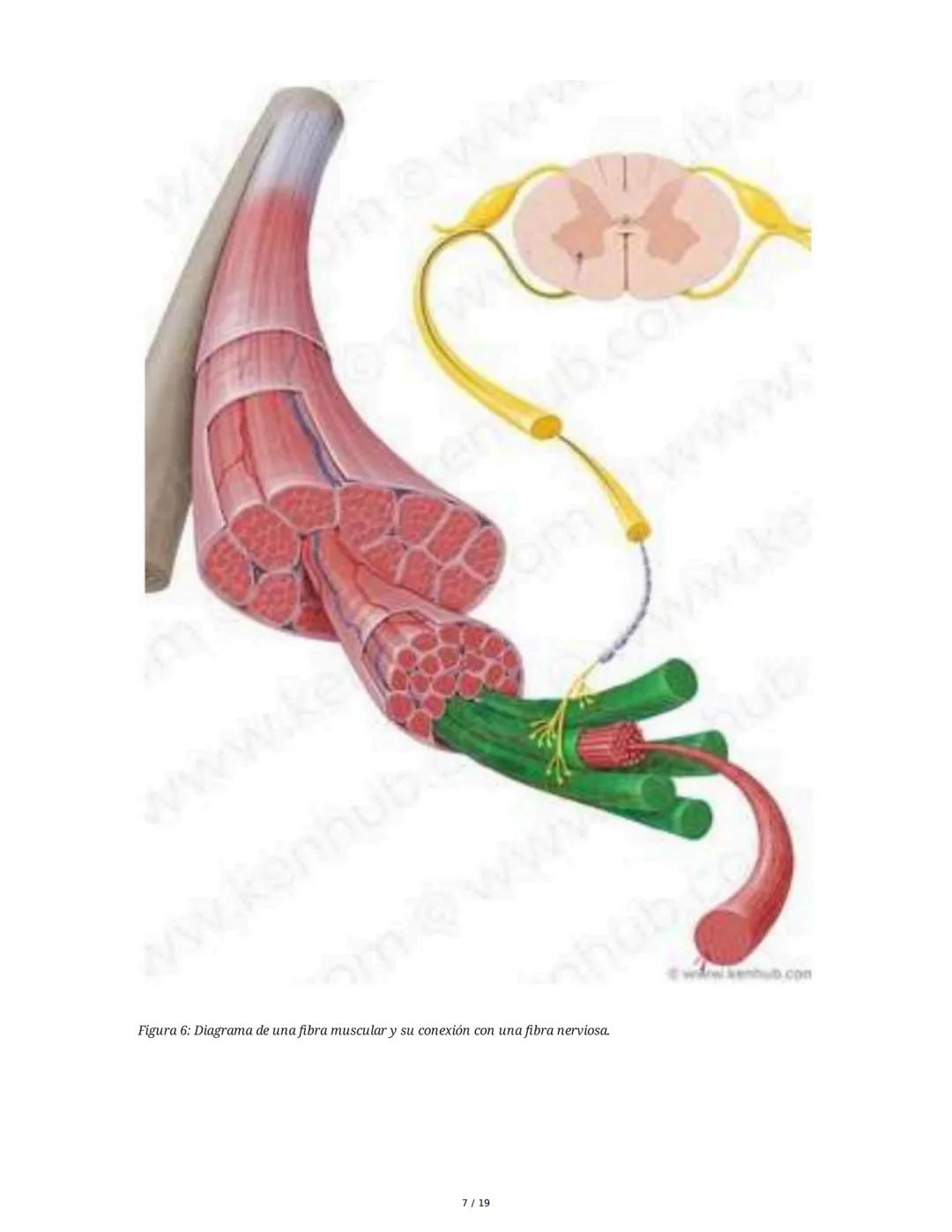 Sistema Muscular
1. Introducción al Sistema Muscular
El sistema muscular es fundamental para el movimiento, la estabilidad, la forma y el
so