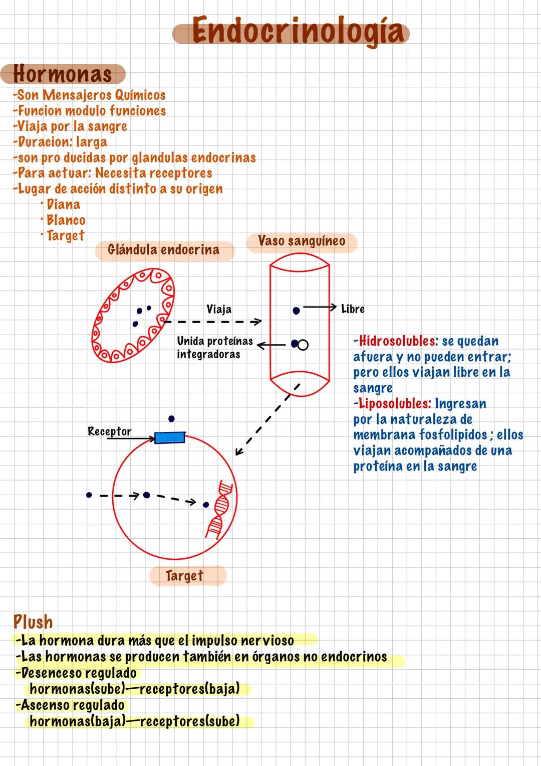 --- OCR Start ---
Hormonas
-Son Mensajeros Químicos
-Funcion modulo funciones
-Viaja por la sangre
-Duracion: larga
Endocrinología
-son pro 