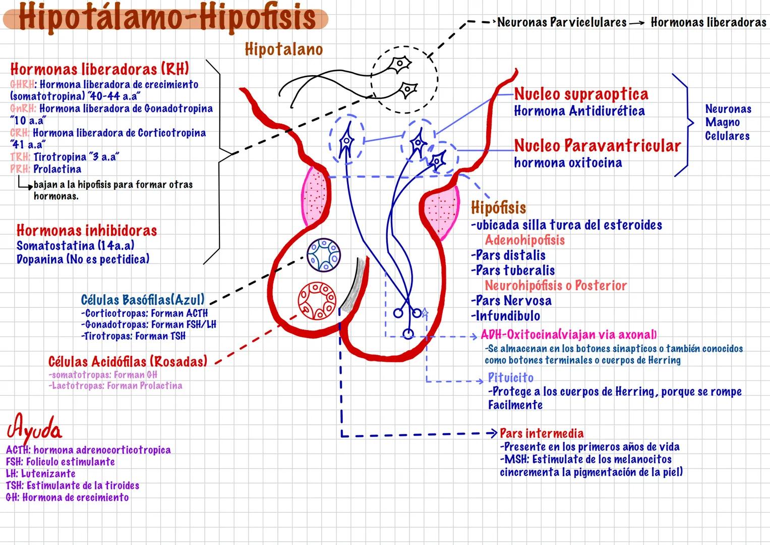 --- OCR Start ---
Hormonas
-Son Mensajeros Químicos
-Funcion modulo funciones
-Viaja por la sangre
-Duracion: larga
Endocrinología
-son pro 