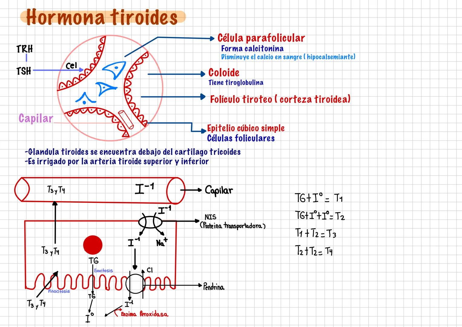 --- OCR Start ---
Hormonas
-Son Mensajeros Químicos
-Funcion modulo funciones
-Viaja por la sangre
-Duracion: larga
Endocrinología
-son pro 