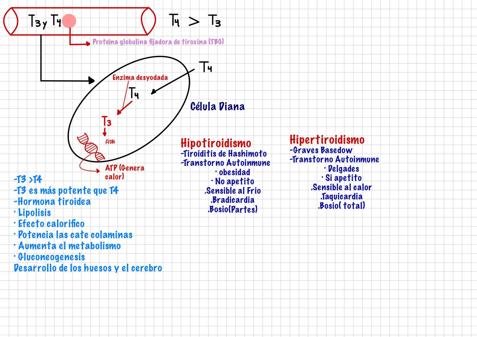 --- OCR Start ---
Hormonas
-Son Mensajeros Químicos
-Funcion modulo funciones
-Viaja por la sangre
-Duracion: larga
Endocrinología
-son pro 