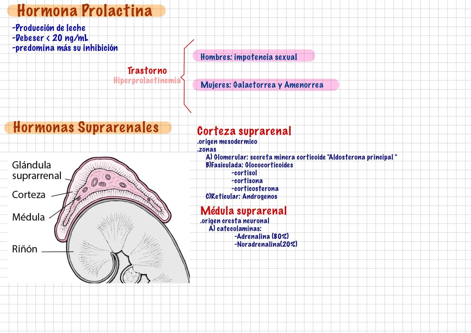 --- OCR Start ---
Hormonas
-Son Mensajeros Químicos
-Funcion modulo funciones
-Viaja por la sangre
-Duracion: larga
Endocrinología
-son pro 