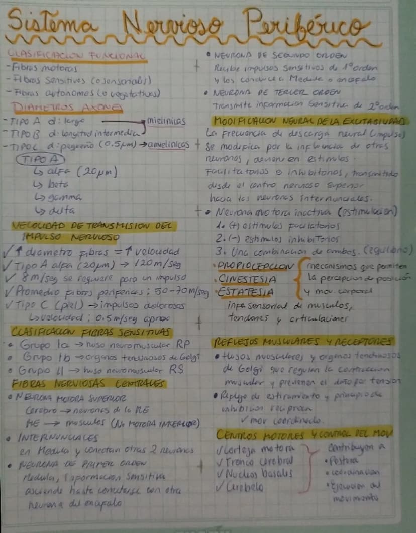 Sistema Nervioso Priférico
CLASIFICACION FUNCIONAL
-Fibras motoras
-Fibras Sensitives (o sensoriales)
- Fibras autonomos (o vegetativas)
DIA
