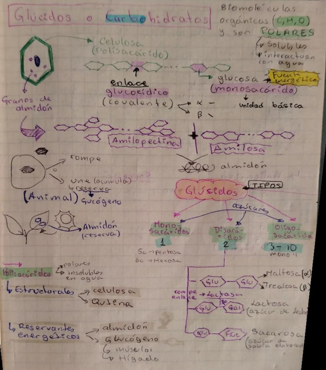 # Glucidos

0

Granos de
almidón

Biomoléculas
Carbohidratos orgánicas (C,H,O)
y son POLARES

Celulosa
(Polisacárido)

↑

enlace
glucocídico