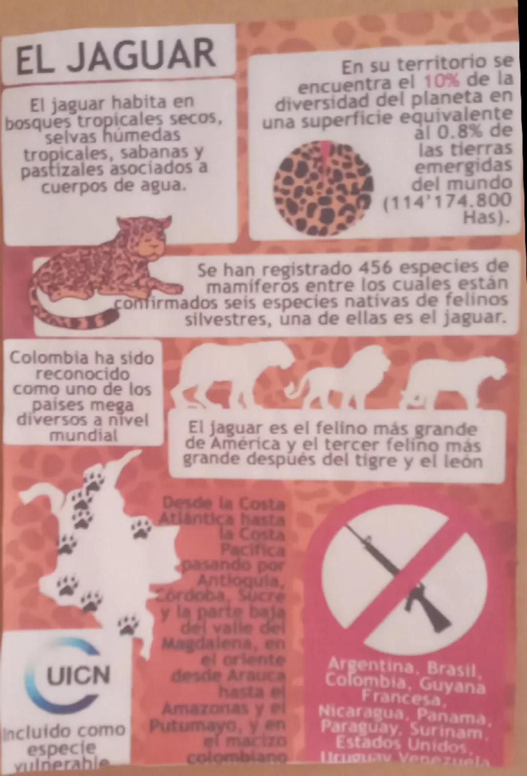 # EL JAGUAR

El jaguar habita en
bosques tropicales secos,
selvas húmedas
tropicales, sabanas y
pastizales asociados a
cuerpos de agua.

En 