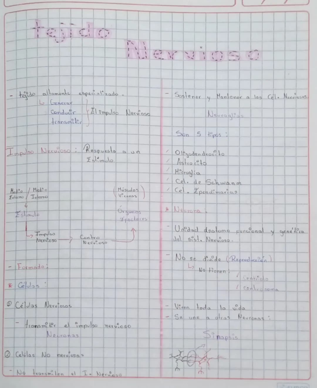 tejido
Nervioso
tejido altamente especializado
L Generar
Conducir
transmitir
El impulso Nervioso
Sostener
+
Hantener
a las Cel. Nerviosas.
S