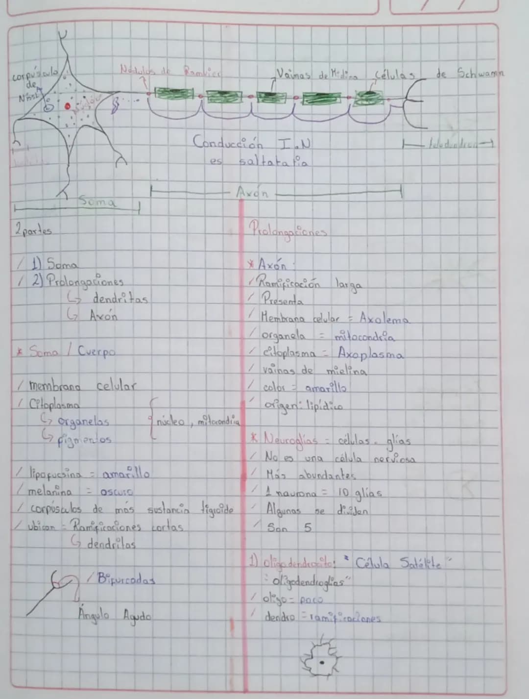 tejido
Nervioso
tejido altamente especializado
L Generar
Conducir
transmitir
El impulso Nervioso
Sostener
+
Hantener
a las Cel. Nerviosas.
S
