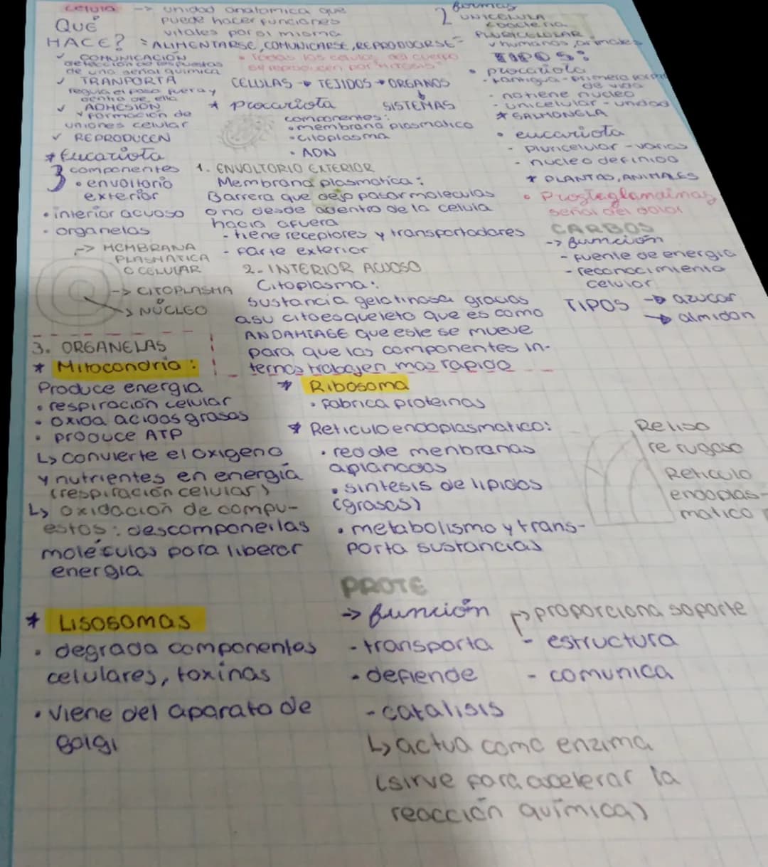 LA CELULA FACIL DE ENTENDER 
