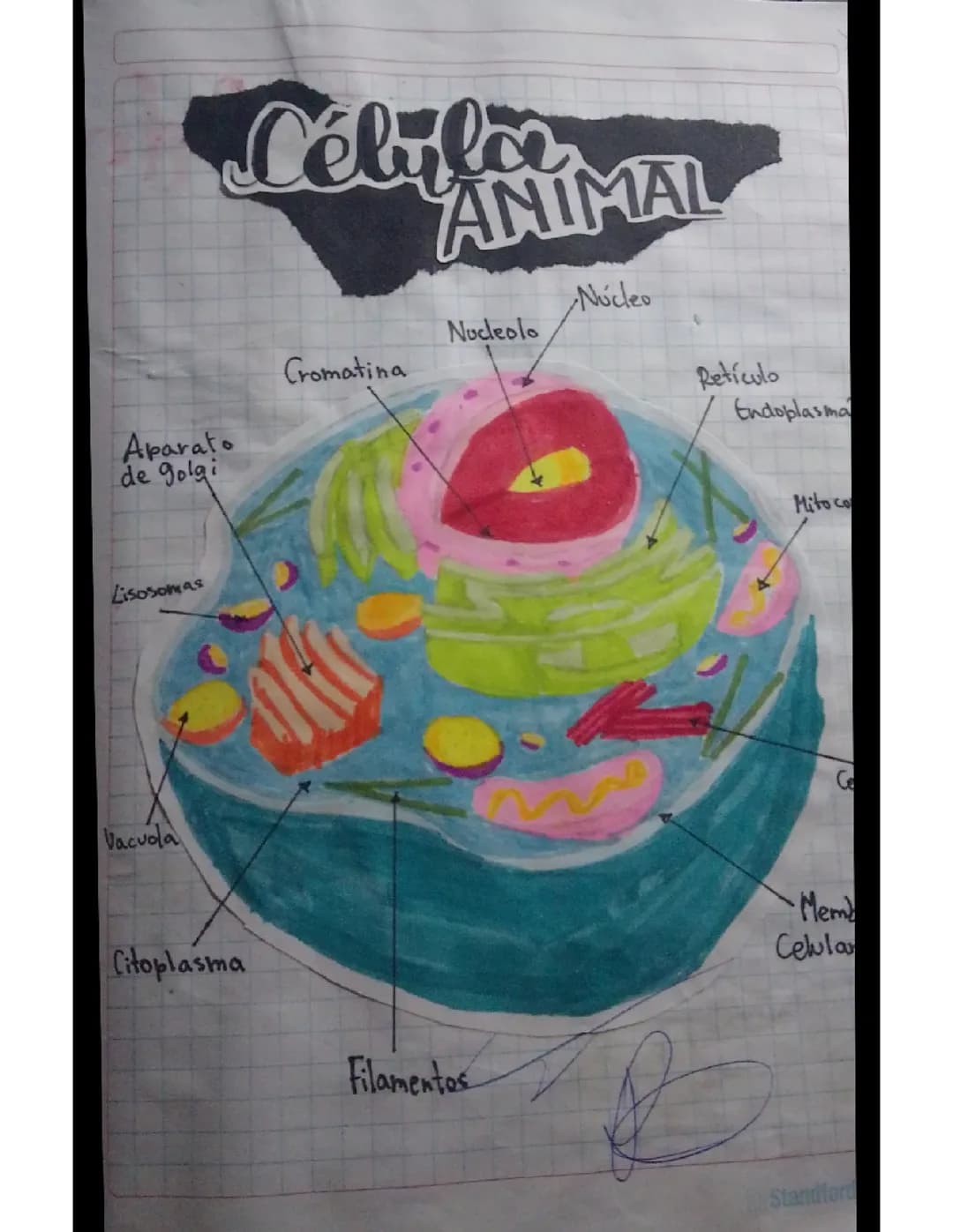 Célula Animal Tarea