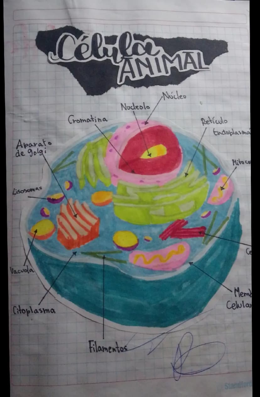Aparato
de golgi
Lisosomas
Vacuola
Cébiler
ANIMAL
Nucleolo
Cromatina
Núcleo
Reticulo
Endoplasma
Citoplasma
Filamentos
Mito co
Ce
Mem
Celula
