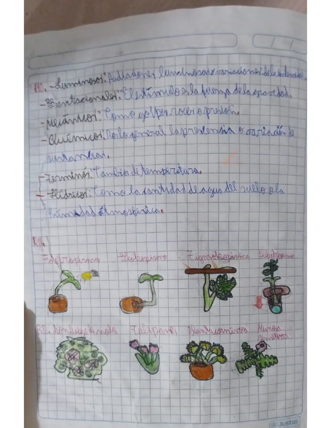 Reino plantae 