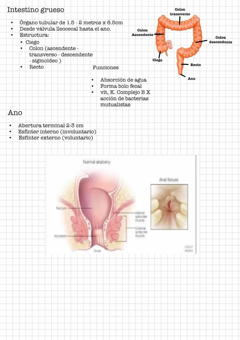 IR
Resumen •
Sistema Digestivo
Conjunto de órganos que se encargan de la digestión y absorción de
nutrientes.
Se debe de diferenciar entre t