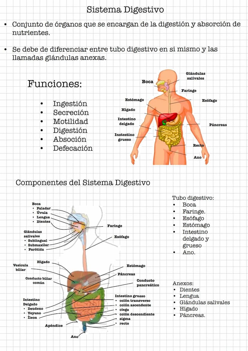 IR
Resumen •
Sistema Digestivo
Conjunto de órganos que se encargan de la digestión y absorción de
nutrientes.
Se debe de diferenciar entre t