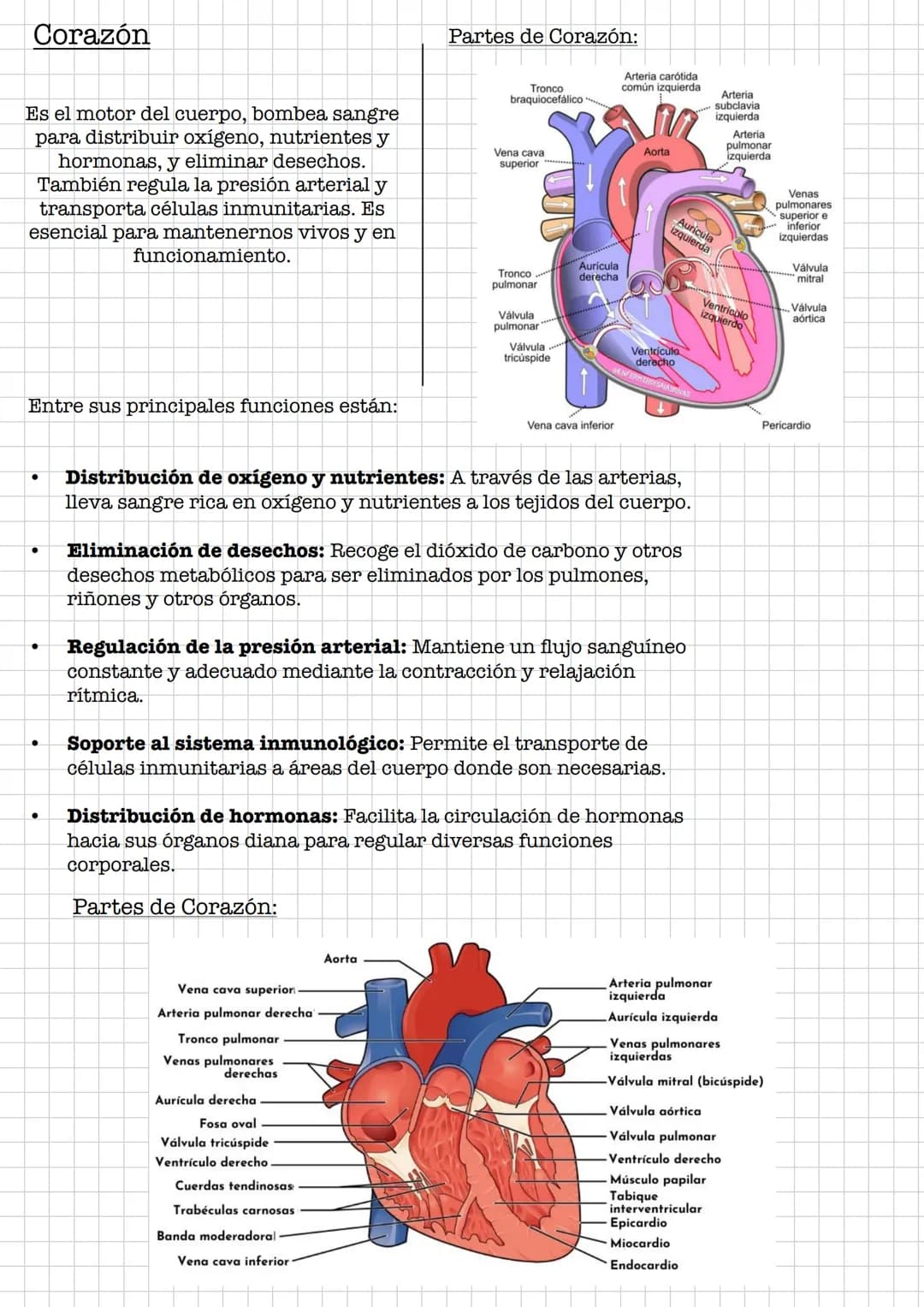 IR
Resumen •
Sistema Digestivo
Conjunto de órganos que se encargan de la digestión y absorción de
nutrientes.
Se debe de diferenciar entre t
