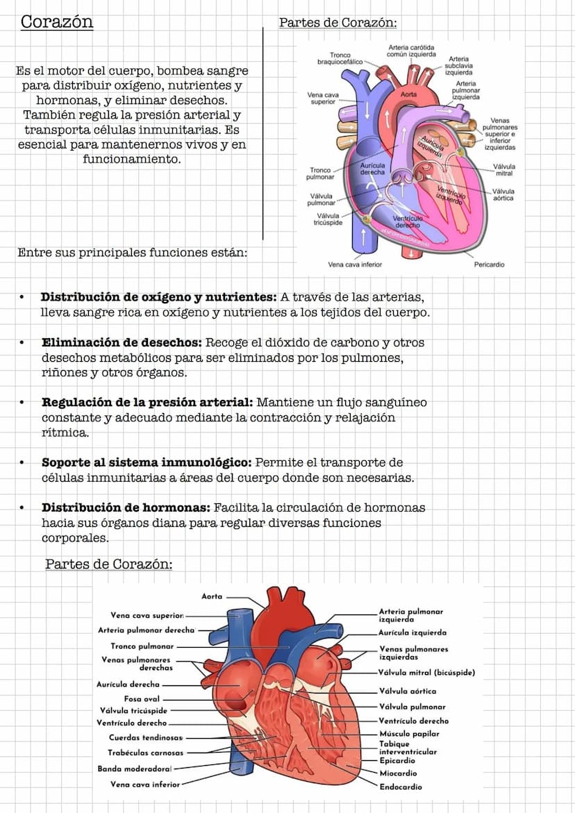 IR
Resumen •
Sistema Digestivo
Conjunto de órganos que se encargan de la digestión y absorción de
nutrientes.
Se debe de diferenciar entre t