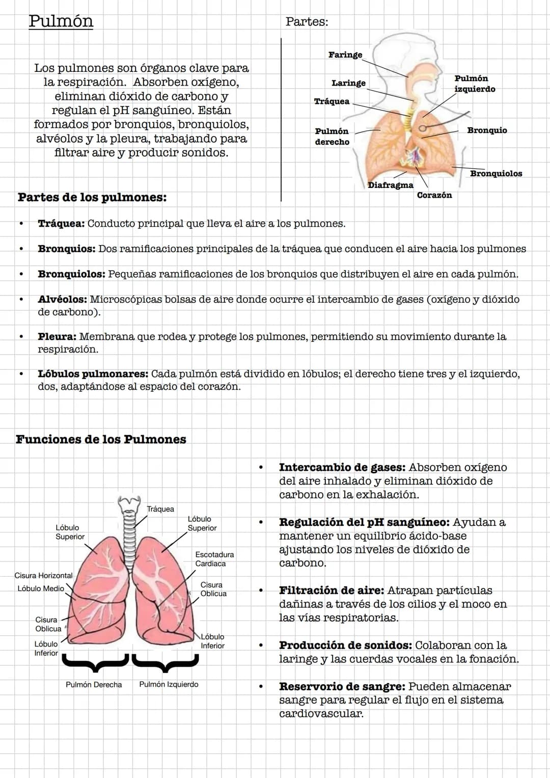 IR
Resumen •
Sistema Digestivo
Conjunto de órganos que se encargan de la digestión y absorción de
nutrientes.
Se debe de diferenciar entre t