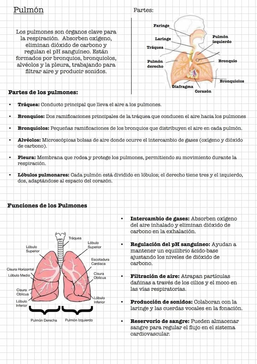 IR
Resumen •
Sistema Digestivo
Conjunto de órganos que se encargan de la digestión y absorción de
nutrientes.
Se debe de diferenciar entre t