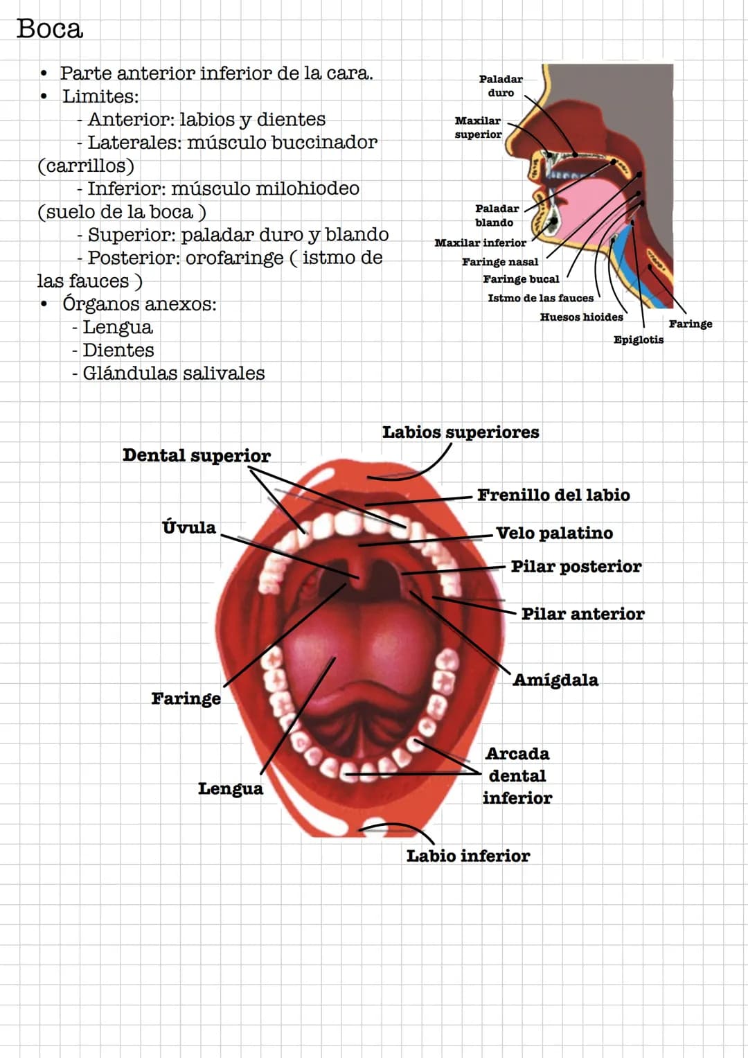 IR
Resumen •
Sistema Digestivo
Conjunto de órganos que se encargan de la digestión y absorción de
nutrientes.
Se debe de diferenciar entre t