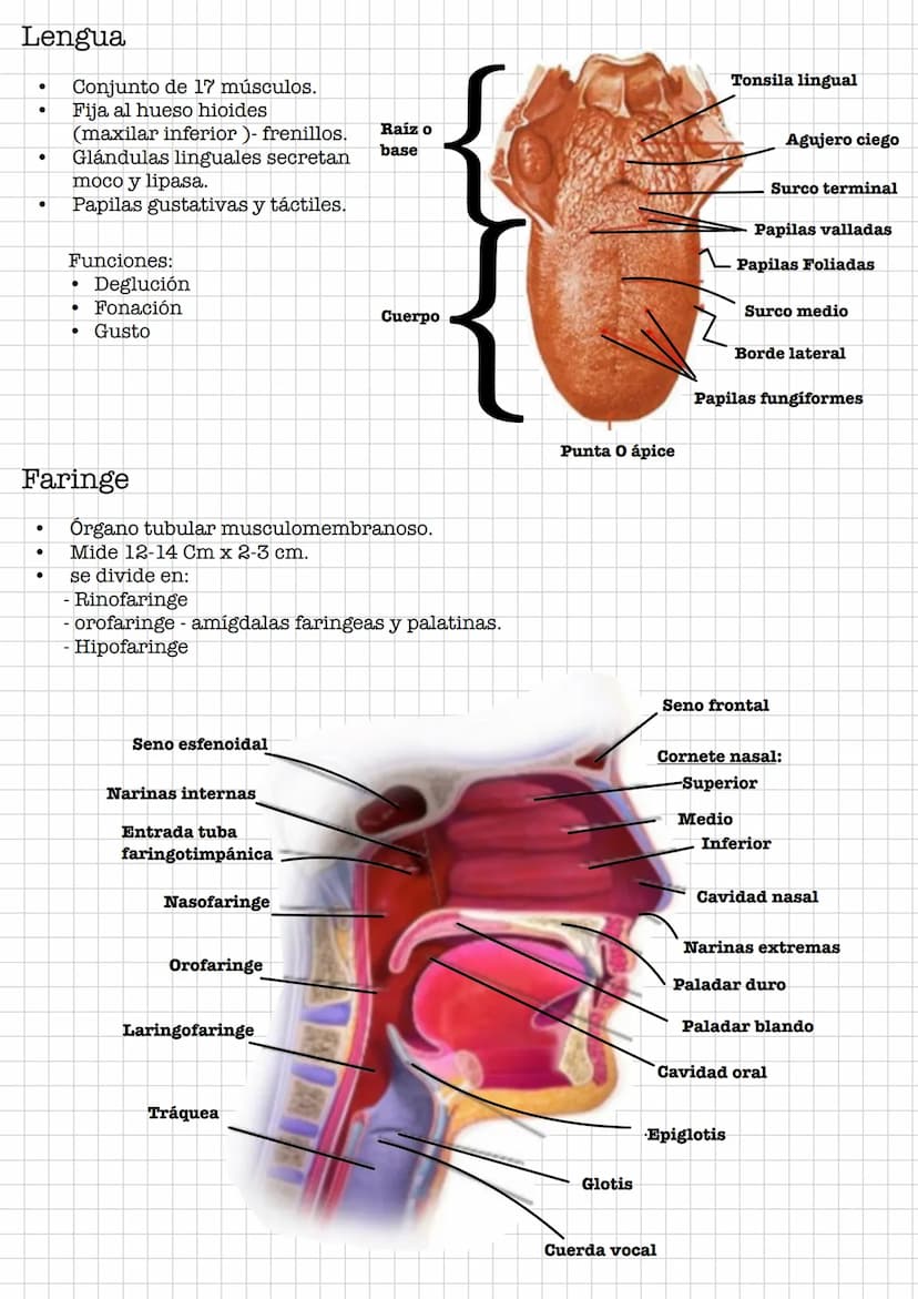 IR
Resumen •
Sistema Digestivo
Conjunto de órganos que se encargan de la digestión y absorción de
nutrientes.
Se debe de diferenciar entre t