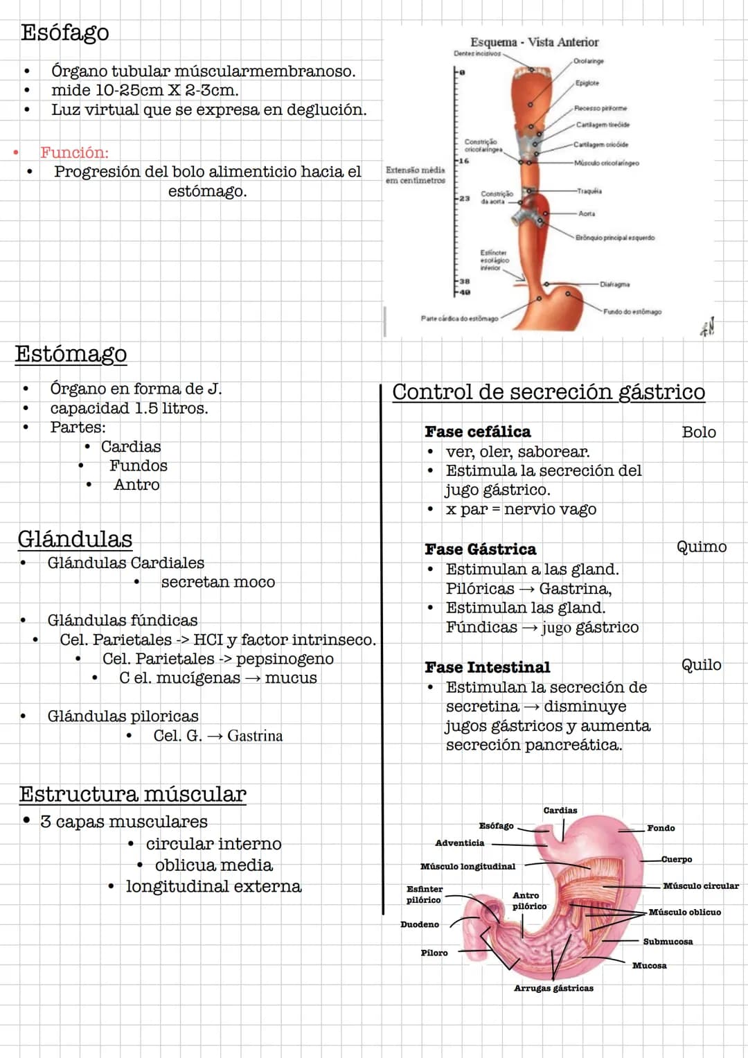 IR
Resumen •
Sistema Digestivo
Conjunto de órganos que se encargan de la digestión y absorción de
nutrientes.
Se debe de diferenciar entre t