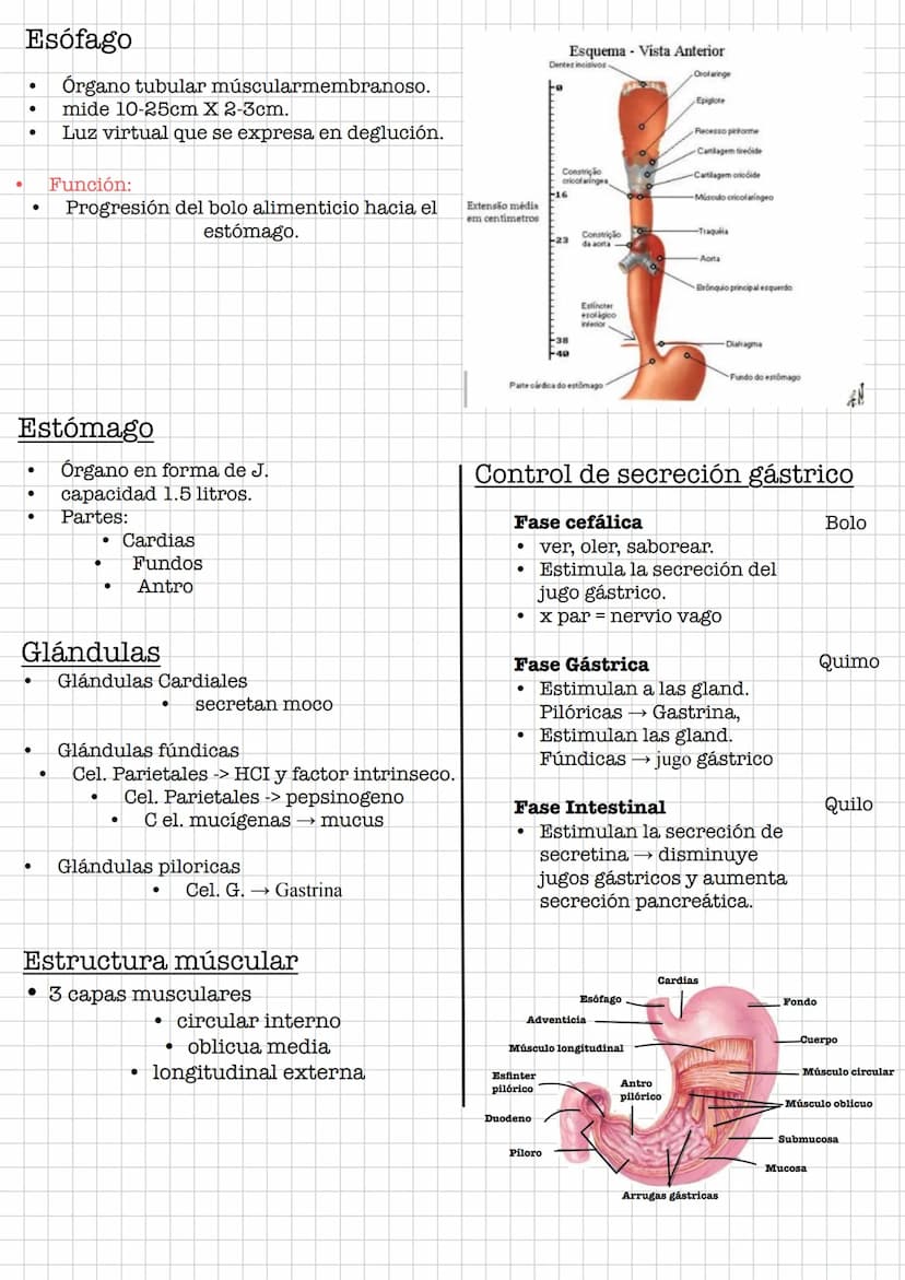 IR
Resumen •
Sistema Digestivo
Conjunto de órganos que se encargan de la digestión y absorción de
nutrientes.
Se debe de diferenciar entre t