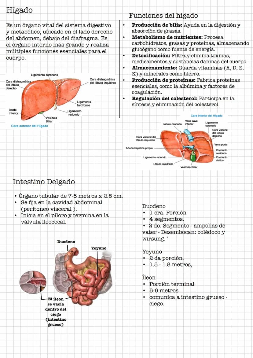 IR
Resumen •
Sistema Digestivo
Conjunto de órganos que se encargan de la digestión y absorción de
nutrientes.
Se debe de diferenciar entre t