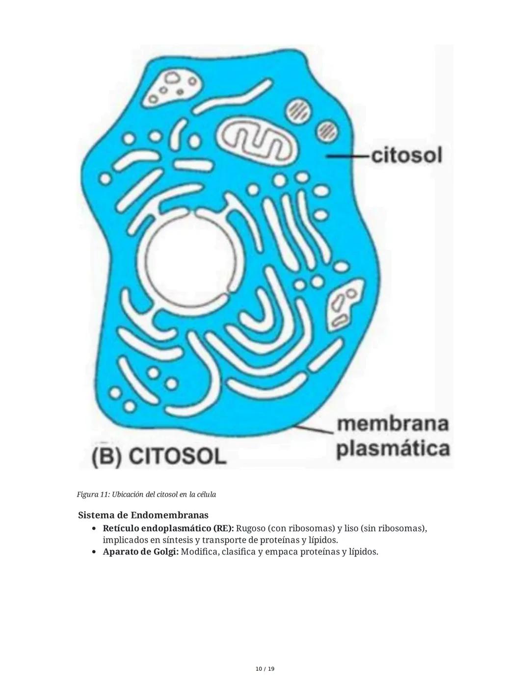 Fundamentos Biológicos y Químicos en el Ser Humano
1. Introducción y Objetivos
La sesión aborda los niveles de organización biológica, centr