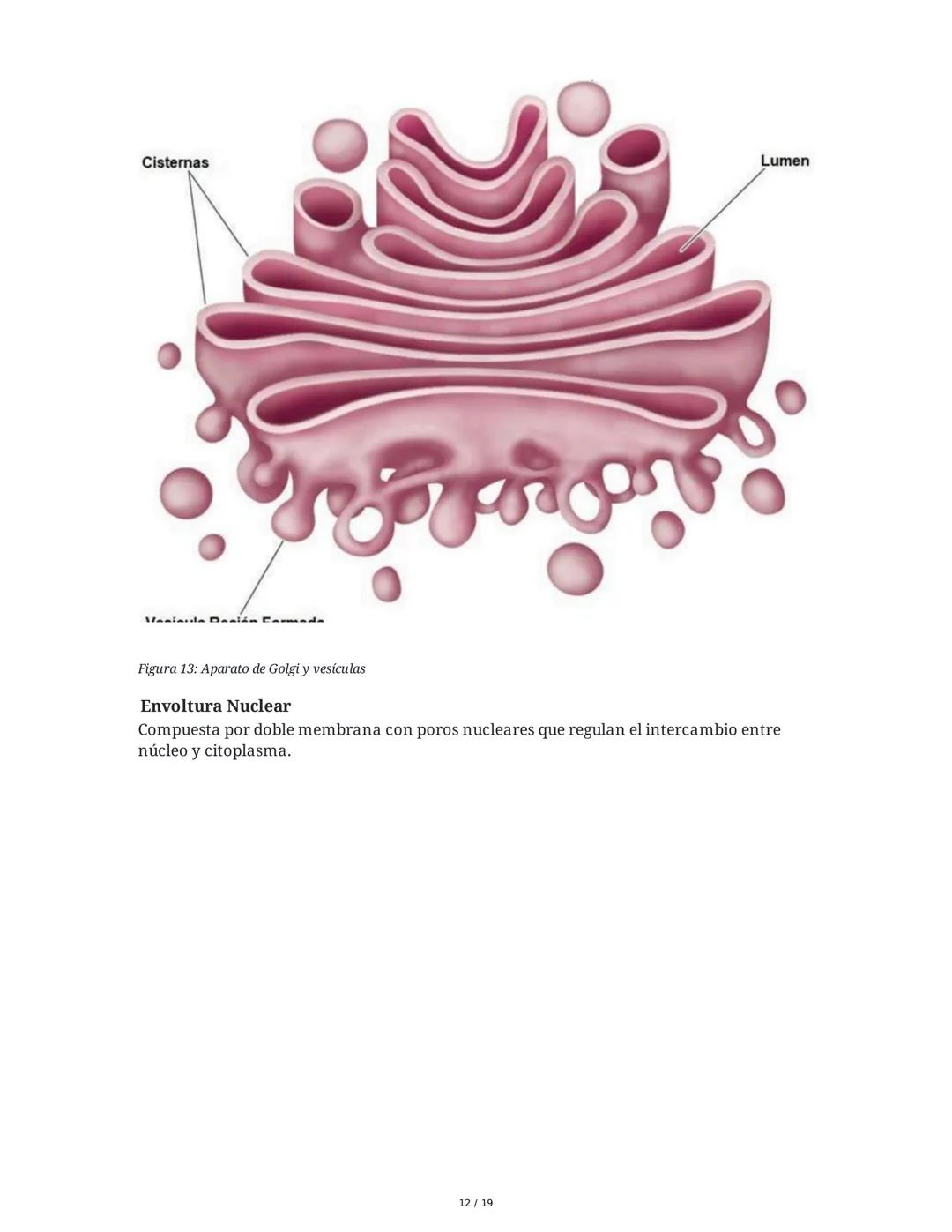 Fundamentos Biológicos y Químicos en el Ser Humano
1. Introducción y Objetivos
La sesión aborda los niveles de organización biológica, centr