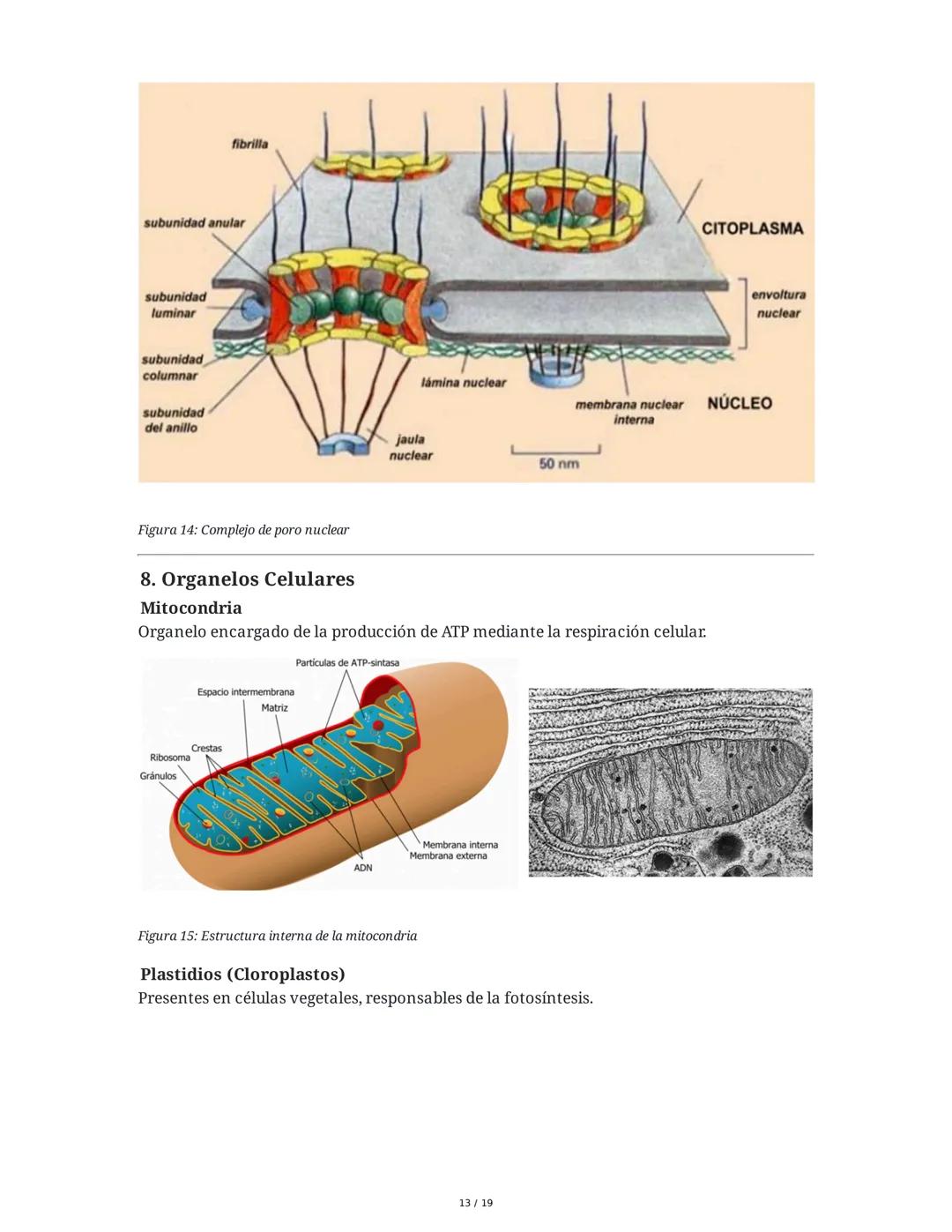Fundamentos Biológicos y Químicos en el Ser Humano
1. Introducción y Objetivos
La sesión aborda los niveles de organización biológica, centr
