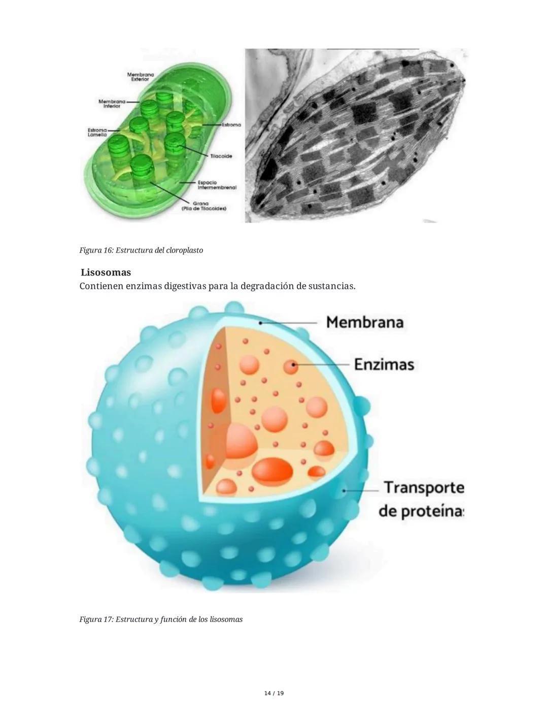 Fundamentos Biológicos y Químicos en el Ser Humano
1. Introducción y Objetivos
La sesión aborda los niveles de organización biológica, centr