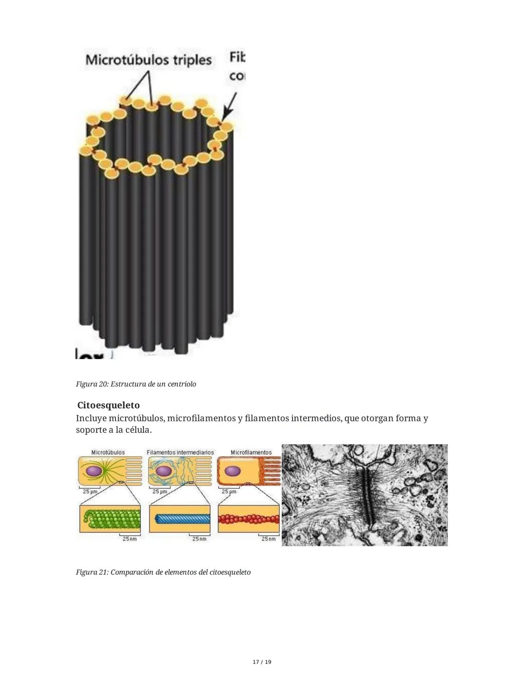 Fundamentos Biológicos y Químicos en el Ser Humano
1. Introducción y Objetivos
La sesión aborda los niveles de organización biológica, centr